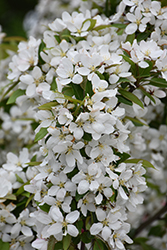 Harvest Gold Flowering Crab (Malus 'Harvest Gold') at Peter Knippel Garden Centre