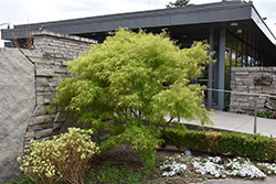 Koto No Ito Japanese Maple (Acer palmatum 'Koto No Ito') at Lakeshore Garden Centres