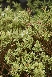 Briggs Moonlight Daphne (Daphne x burkwoodii 'Briggs Moonlight') at Lakeshore Garden Centres