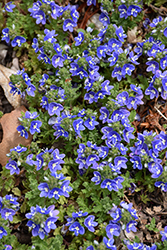 Tidal Pool Speedwell (Veronica 'Tidal Pool') at Lakeshore Garden Centres