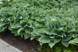 Regal Splendor Hosta (Hosta 'Regal Splendor') at Peter Knippel Garden Centre