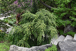 Weeping Hemlock (Tsuga canadensis 'Pendula') at Lakeshore Garden Centres
