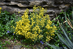 Alpine Alyssum (Alyssum wulfenianum) at Lakeshore Garden Centres
