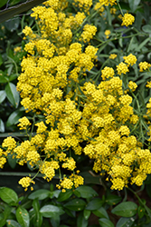 Golden Spring Alpine Alyssum (Alyssum wulfenianum 'Golden Spring') at Peter Knippel Garden Centre