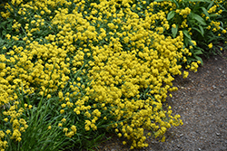 Golden Spring Alpine Alyssum (Alyssum wulfenianum 'Golden Spring') at Peter Knippel Garden Centre