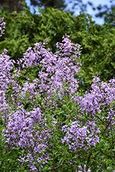 Cutleaf Lilac (Syringa x laciniata) at Lakeshore Garden Centres