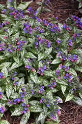 Spot On Lungwort (Pulmonaria 'Spot On') at Peter Knippel Garden Centre