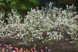 Mt. Airy Fothergilla (Fothergilla major 'Mt. Airy') at Peter Knippel Garden Centre