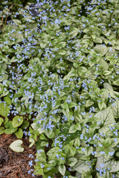 Silver Heart Bugloss (Brunnera macrophylla 'Silver Heart') at Peter Knippel Garden Centre