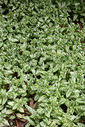 Moonshine Lungwort (Pulmonaria 'Moonshine') at Lakeshore Garden Centres