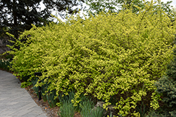 Golden Ninebark (Physocarpus opulifolius 'Luteus') at Lakeshore Garden Centres
