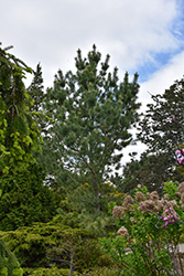 Extra Blue Limber Pine (Pinus flexilis 'Extra Blue') at Lakeshore Garden Centres