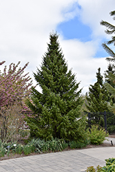 Serbian Spruce (Picea omorika) at Peter Knippel Garden Centre