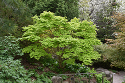 Golden Full Moon Maple (Acer shirasawanum 'Aureum') at Peter Knippel Garden Centre