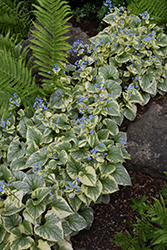 King's Ransom Bugloss (Brunnera macrophylla 'King's Ransom') at Lakeshore Garden Centres