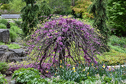 Lavender Twist Redbud (Cercis canadensis 'Covey') at Lakeshore Garden Centres