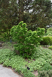 Mikawa Yatsubusa Japanese Maple (Acer palmatum 'Mikawa Yatsubusa') at Lakeshore Garden Centres