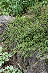 Tom Thumb Cotoneaster (Cotoneaster apiculatus 'Tom Thumb') at Peter Knippel Garden Centre