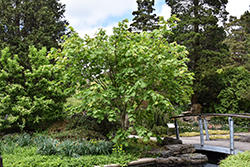 Rising Sun Fullmoon Maple (Acer japonicum 'Rising Sun') at Lakeshore Garden Centres