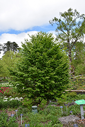 Vanessa Parrotia (Parrotia persica 'Vanessa') at Lakeshore Garden Centres