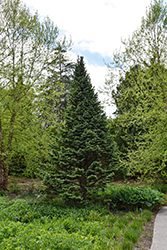 Compact Alpine Fir (Abies lasiocarpa 'Compacta') at Lakeshore Garden Centres