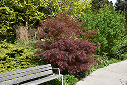 Dwarf Red Pygmy Japanese Maple (Acer palmatum 'Red Pygmy') at Lakeshore Garden Centres