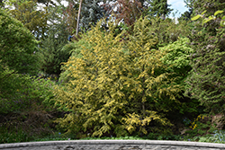 Golden Splendor Hemlock (Tsuga canadensis 'Golden Splendor') at Lakeshore Garden Centres