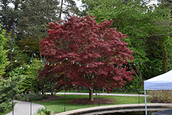 Beni Otake Japanese Maple (Acer palmatum 'Beni Otake') at Lakeshore Garden Centres