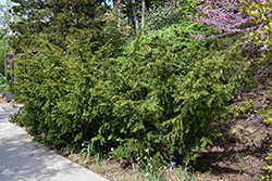 Canadian Yew (Taxus canadensis) at Lakeshore Garden Centres