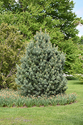 Pacific Blue Macedonian Pine (Pinus peuce 'Pacific Blue') at Lakeshore Garden Centres