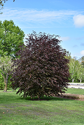 Rivers Purple Beech (Fagus sylvatica 'Riversii') at Lakeshore Garden Centres