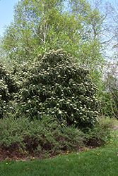 Cree Leatherleaf Viburnum (Viburnum rhytidophyllum 'Cree') at Lakeshore Garden Centres