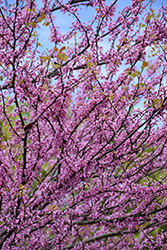 Eastern Redbud (tree form) (Cercis canadensis '(tree form)') at Lakeshore Garden Centres