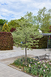 MaacNificent Amur Maackia (Maackia amurensis 'JFS-Schichtel1') at Peter Knippel Garden Centre