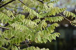 MaacNificent Amur Maackia (Maackia amurensis 'JFS-Schichtel1') at Peter Knippel Garden Centre