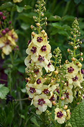 Dark Eyes Mullein (Verbascum 'Dark Eyes') at Peter Knippel Garden Centre