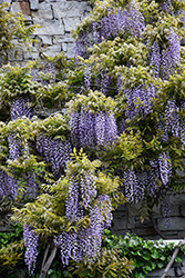 Macrobotrys Wisteria (Wisteria floribunda 'Macrobotrys') at Lakeshore Garden Centres