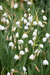 Summer Snowflake (Leucojum aestivum) at Lakeshore Garden Centres
