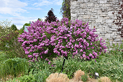 Saugeana Lilac (Syringa x chinensis 'Saugeana') at Lakeshore Garden Centres