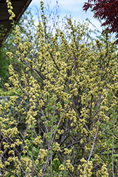 Fragrant Sumac (Rhus aromatica) at Peter Knippel Garden Centre