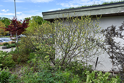 Fragrant Sumac (Rhus aromatica) at Peter Knippel Garden Centre