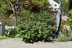 Diana Koreanspice Viburnum (Viburnum carlesii 'Diana') at Peter Knippel Garden Centre