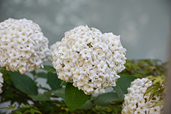 Diana Koreanspice Viburnum (Viburnum carlesii 'Diana') at Peter Knippel Garden Centre