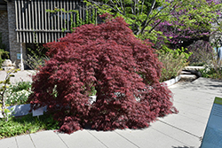 Inaba Shidare Cutleaf Japanese Maple (Acer palmatum 'Inaba Shidare') at Peter Knippel Garden Centre