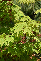 Lutescens Japanese Maple (Acer palmatum 'Lutescens') at Lakeshore Garden Centres