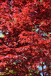Emperor I Japanese Maple (Acer palmatum 'Wolff') at Peter Knippel Garden Centre