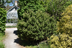 Green Candle Mugo Pine (Pinus mugo 'Green Candle') at Lakeshore Garden Centres