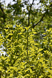 Golden Cornelian Cherry Dogwood (Cornus mas 'Aurea') at Lakeshore Garden Centres