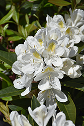 Chionoides Rhododendron (Rhododendron catawbiense 'Chionoides') at Lakeshore Garden Centres