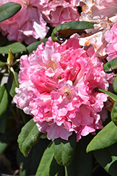 Yaku Prince Rhododendron (Rhododendron yakushimanum 'Yaku Prince') at Lakeshore Garden Centres
